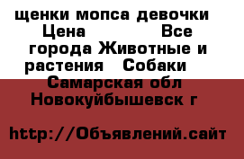 щенки мопса девочки › Цена ­ 25 000 - Все города Животные и растения » Собаки   . Самарская обл.,Новокуйбышевск г.